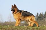 BERGER ALLEMAND 928
